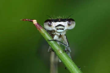 libellen kopf1