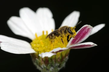 pollen biene
