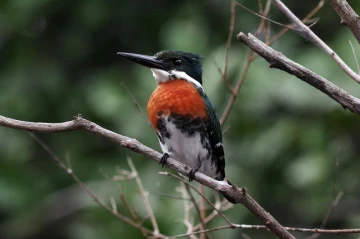 eisvogel pantanal1