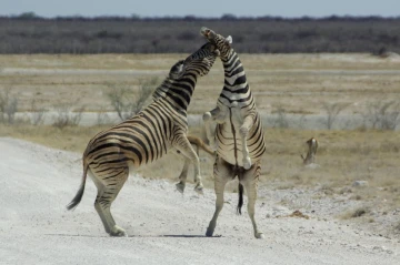 etosha springbockfontein zebra kampf