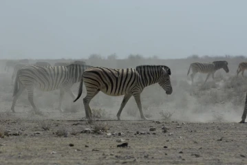 etosha zebra staub