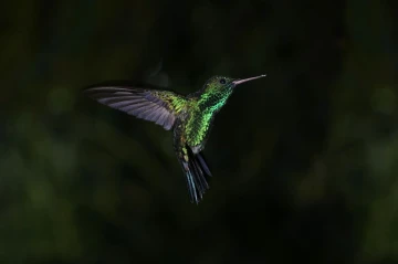 kolibri flug4