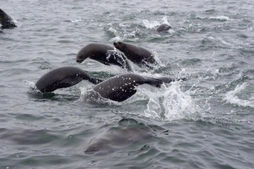 walvis bay pelzrobbe