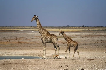 giraffe mit jungem1