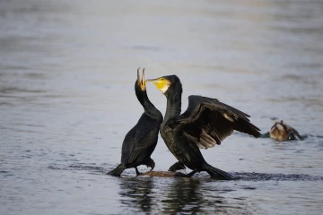 kormorane streiten 2