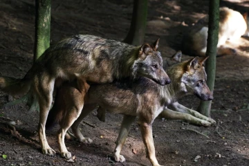 wolf spiel1