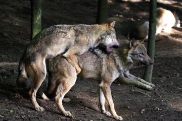 wolf spiel2