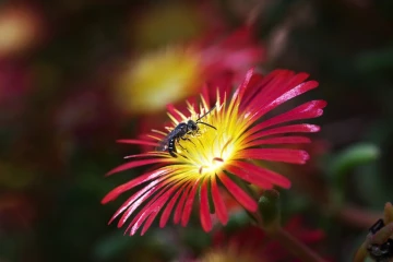 wildbiene mittagsblume