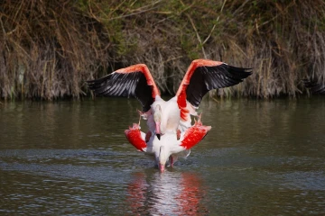 flamingo paarung