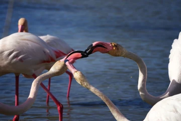 flamingo streit
