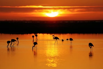 flamingos sonnenaufgang